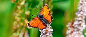 Significado Del Color De Las Mariposas Mariposas De Colores