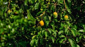 Image result for Mangifera