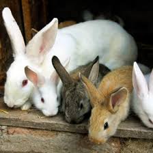 Salt not only kills the slugs. Ten Commandments For Raising Healthy Rabbits Mother Earth News