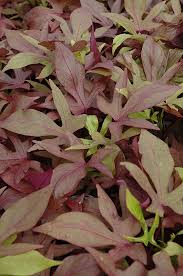 Check spelling or type a new query. Sweet Caroline Bronze Sweet Potato Vine Ipomoea Batatas Sweet Caroline Bronze In Wilmette Chicago Evanston Glenview Skokie Winnetka Illinois Il At Chalet Nursery