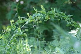 Image result for Smilax