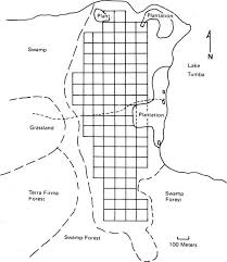 Image result for Trachyphrynium braunianum