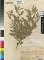 Image result for Sida ovata