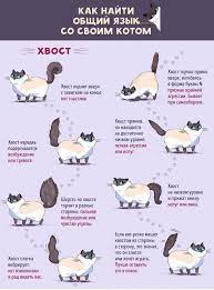 priroda kis kis obyatiya zhivotnyh kotopes lyubiteli koshek