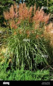 Image result for Indigofera longibarbata