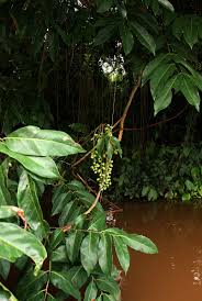 Image result for Pseudospondias