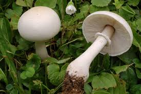 White Dapperling (Leucoagaricus leucothites) · iNaturalist