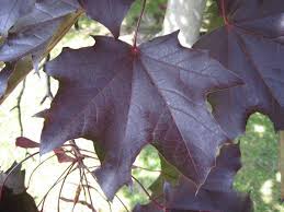 Maybe you would like to learn more about one of these? What Maple Tree Has Dark Red Purple Leaves Year Round Quora