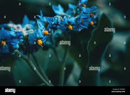 Image result for Solanum giganteum