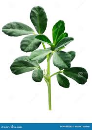 Image result for Trigonella