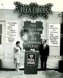 I do not see any reason why you will not get accurate answers using monte carlo. 31 Research Flea Circus Story Ideas Circus Fleas Sideshow