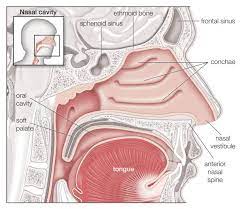 We did not find results for: Kupas Tuntas Anatomi Hidung Manusia Dari Bagian Luar Hingga Dalam