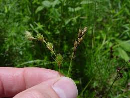 Image result for Carex runssoroensis