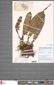 Image result for Bulbophyllum schinzianum