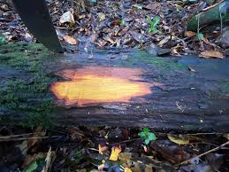 Image result for Centrolobium robustum