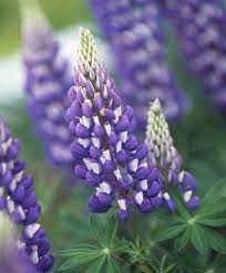 Lupin Flowers Falling Off