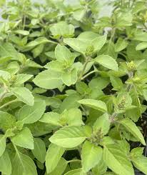 Image result for Ocimum