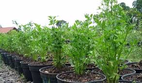 Bahkan media tanamnya juga mudah bisa menggunakan bahan bekas, bisa digantungkan ditembok. Yuk Praktekkan Tata Cara Menanam Seledri Sendiri Di Rumah Star Farm International