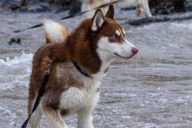 Siberian Husky Hellobark