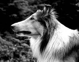 Verhaal Van De Dag Lassie 65 Jaar Alkmaar