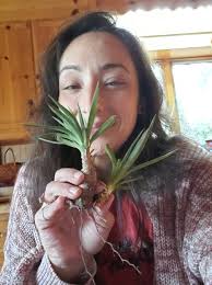 Yucca propagation methods: water or soil?