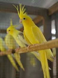 Birds You Can Have As Pets Uk Luton Cocktail Cockatiel Pet Birds Weird Birds