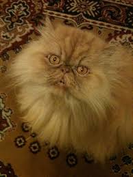 Looks Like My Omie Cats Persian Cat Persian Cat Room Guardian