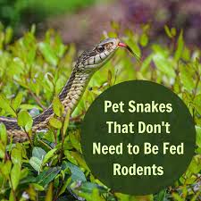 They are usually reproductive into their teens. Pet Snakes That You Don T Need To Feed Rodents Pethelpful