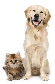 Healthy pet store aurora has the largest selection of raw diets in aurora, il with a strong emphasis on holistic natural care. Pet Food Supply Store Healthy Pet Aurora In Aurora Illinois