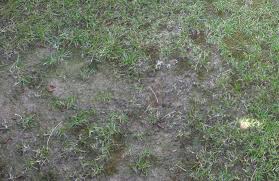 Find lawn aeration companies near you. How Can I Tell If My Lawn Needs Aerating The Lawn Man