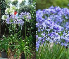 Country life march 30, 2021. Blue Flowering Perennials For Uk Gardens Buy Online Uk