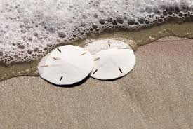 I think you'd better go in the water now, she said. How To Find Sand Dollars Island Life Nc