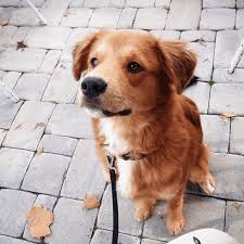They respond well to training and learn the boundaries of the household quickly if trained with positive methods and consistency. Golden Retriever Border Collie Mix Combines Best Of Both Breeds