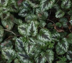 Image result for Lamium galeobdolon