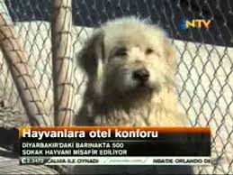 Ntv Gunun Icinden Diyarbakir Hayvan Barinagi Tvarsivi Com Youtube