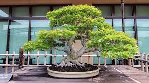 The jade plant, dwarf jade, gardenia, camellia, weeping fig, dragon plant, hawaiian umbrella tree and. Bonsai Where To See Bonsai In Japan