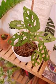 Pin Di Plants At Home