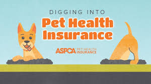 Here's what we found when we analyzed the coverage from three health insurers. Aspca Pet Health Insurance Realtors Insurance Place