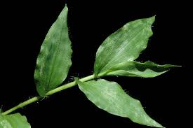 Image result for Pseudechinolaena polystachya