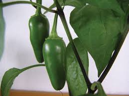 Image result for Capsicum annuum