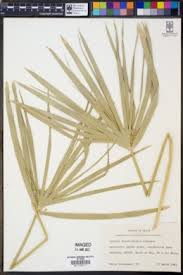 Image result for Cyperus aterrimus