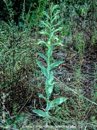 Image result for Bonatea antennifera