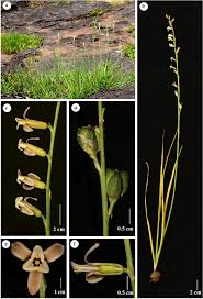 Image result for Dipcadi viride