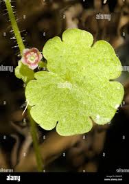 Image result for Sibthorpia europaea