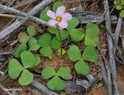 Image result for Oxalis obliquifolia