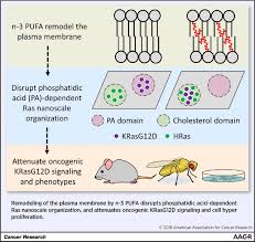 Maybe you would like to learn more about one of these? Long Chain N 3 Fatty Acids Attenuate Oncogenic Kras Driven Proliferation By Altering Plasma Membrane Nanoscale Proteolipid Composition Cancer Research