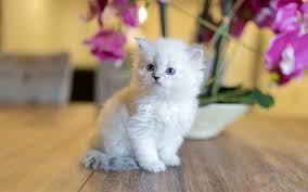 Download Wallpapers Siberian Kitten White Fluffy Kitten Small Cat Cute Animals Siberian Cat Besthqwallpapers Com Siberian Cat Siberian Kittens White Fluffy Kittens