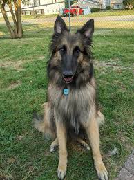 Read our online guide complete with pics and info on characteristics, health and life style. Stargazer Belgian Tervuren Home Facebook
