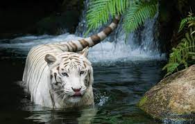 Download high definition quality wallpapers of white tiger hd wallpaper for desktop, pc, laptop, iphone and other resolutions devices. Wallpaper Cat Tiger White Tiger Tiger White Tiger Images For Desktop Section Koshki Download