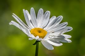 20170614 Hwy 529, Cow Parsnip, Ox Eye Daisy, Brewer's Blackbird, Painted  Lady, Eastern Tiger Swallowtail, Clearwing Hummingbird Moth, Monarch,  Blanding's Turtle
